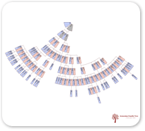 «Հովհար» տիպի ծագումնաբանական քարտեզ